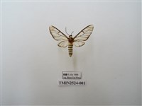 藏品(透翅鹿蛾)的圖片